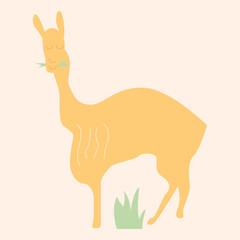 Llama cartoon cute alpaca. Lama animal vector isolated illustration. funny hand drawn art. Design for card, sticker , fabric textile, t shirt. Children, kid modern trendy style - obrazy, fototapety, plakaty