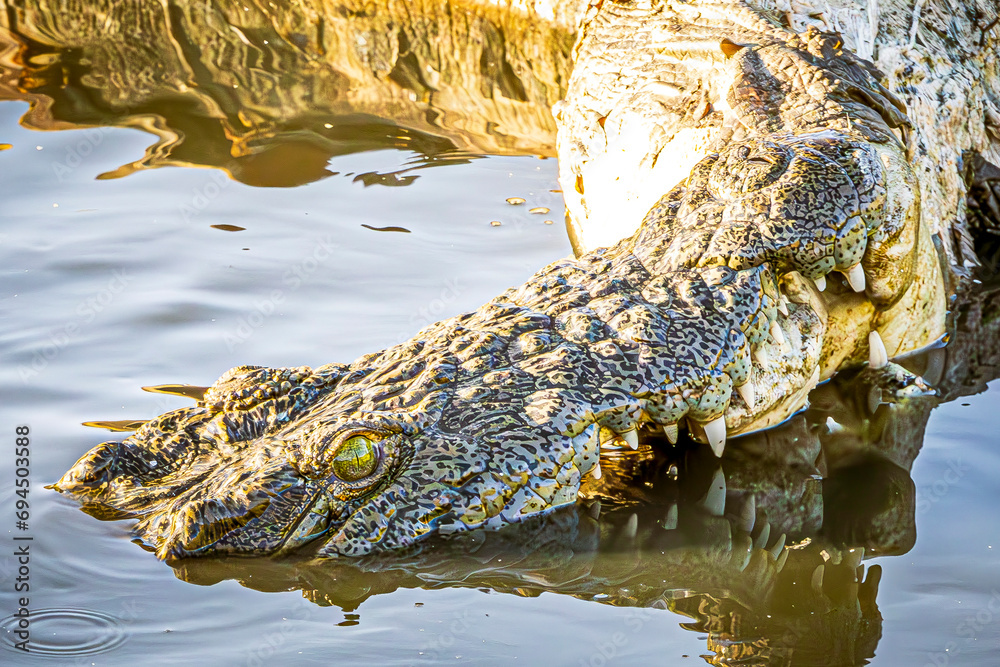 Wall mural crocodile eating