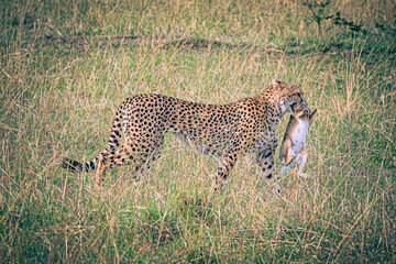 cheetah hunting