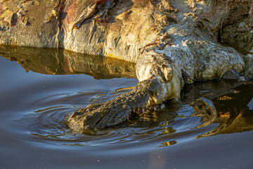 crocodile eating
