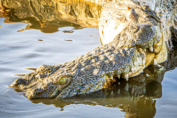 crocodile eating