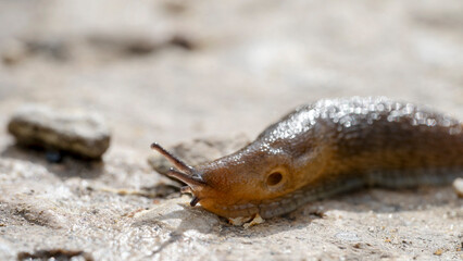 A slug on the road in the forest