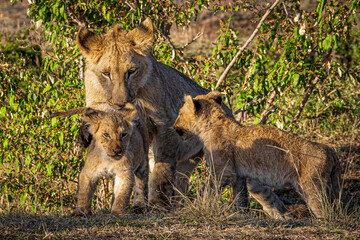 lion cub in the savannah