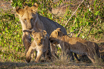 lion cub in serengeti