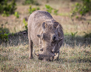 warthog in the savannah © Alvaro