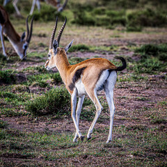 antelope