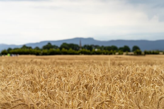 wheat grain crop in a field in a farm growing in rows. growing a crop in a of wheat seed heads mature ready to harvest. barley plants close up