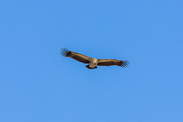 vulture