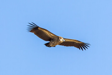 vulture