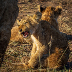 lion cub in the grass