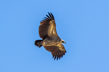 vulture