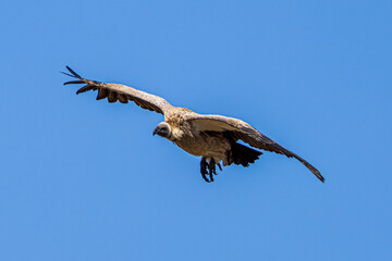 vulture