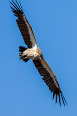 vulture