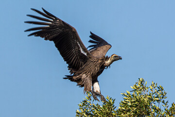 vulture