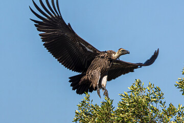 vulture