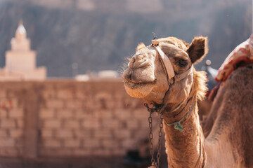Bedouin camel chewing food in the desert of Wadi Rum, Jordan. Exotic animal eating next to a native...