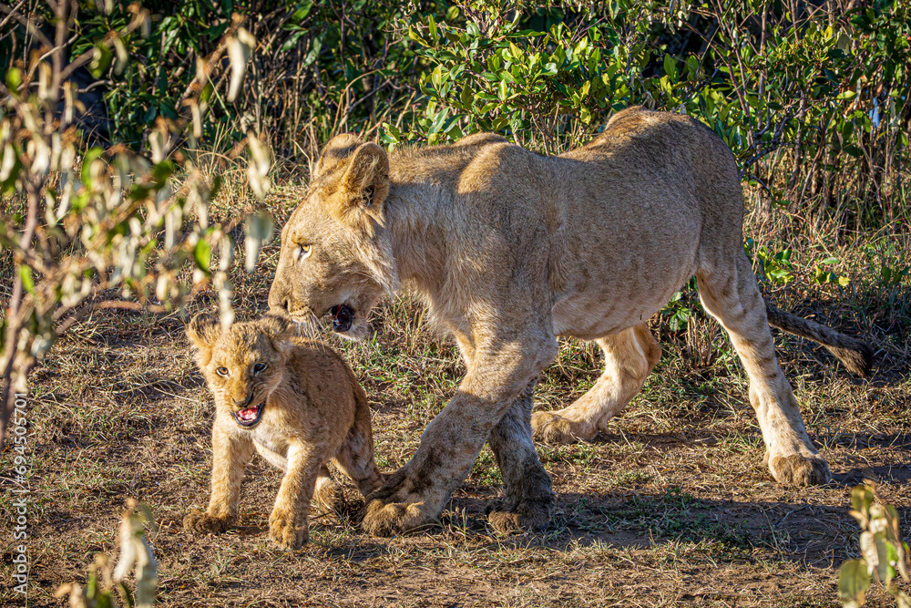 Canvas Prints lions