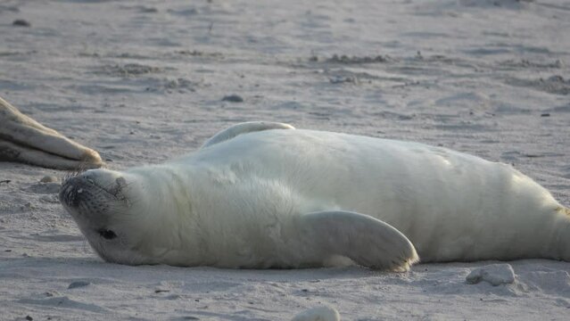 Junge Kegelrobbe, liegt entspannt auf der Sandbank, Heuler, Nordsee, Halichoerus grypus