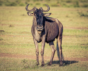 Wildebeest