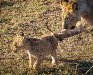 lions