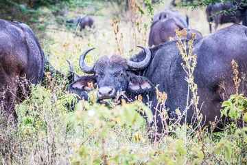 Cercles muraux Parc national du Cap Le Grand, Australie occidentale buffalo