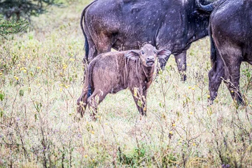 Papier Peint photo autocollant Parc national du Cap Le Grand, Australie occidentale buffalo