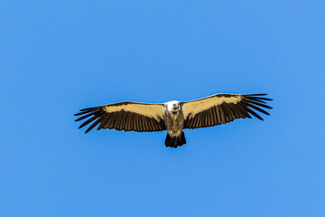 Fototapeta premium vulture