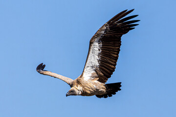 vulture