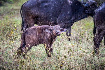 Photo sur Plexiglas Parc national du Cap Le Grand, Australie occidentale buffalo
