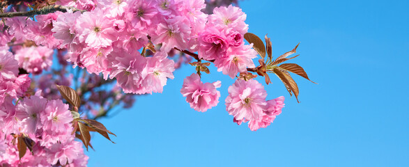 A close up of a tree with pink flowers. © tilialucida