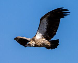 vulture