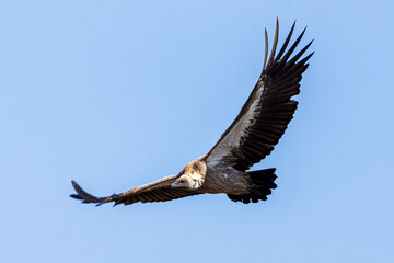 vulture