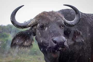 Crédence de cuisine en verre imprimé Parc national du Cap Le Grand, Australie occidentale buffalo