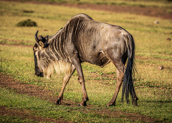 Fototapeta premium Wildebeest