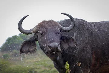 Crédence de cuisine en verre imprimé Parc national du Cap Le Grand, Australie occidentale buffalo