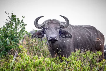 Papier Peint photo autocollant Parc national du Cap Le Grand, Australie occidentale buffalo