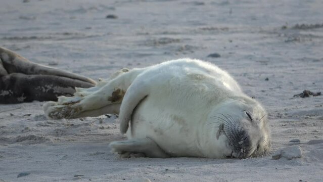 Junge Kegelrobbe, liegt entspannt auf der Sandbank, Heuler, Nordsee, Halichoerus grypus