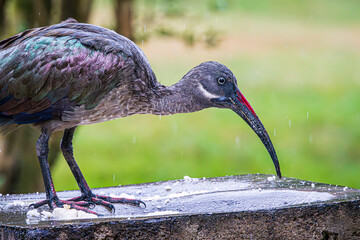 ibis - obrazy, fototapety, plakaty
