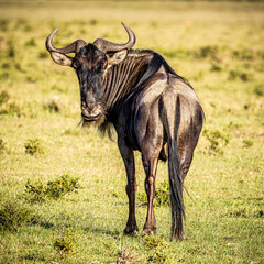 Obraz premium Wildebeest