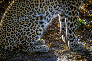 leopard
