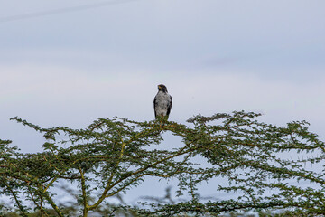 bird on a branch