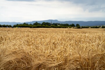 austrlian farming landscape of a wheat grain crop in a field in a farm growing in rows. growing a crop in a of wheat seed heads mature ready to harvest.