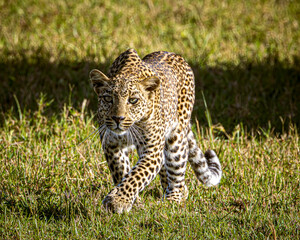 leopard in the grass