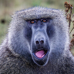 portrait of baboon