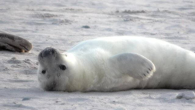 Junge Kegelrobbe, liegt entspannt auf der Sandbank, Heuler, Nordsee, Halichoerus grypus, Effekt