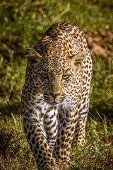 leopard in the tree