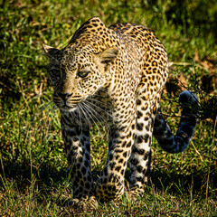 portrait of a leopard