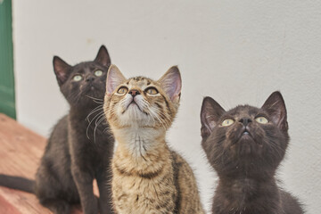 twin cats looking at the sky