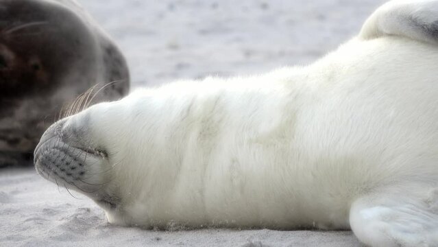 Junge Kegelrobbe, liegt entspannt auf der Sandbank, Heuler, Nordsee, Halichoerus grypus, Effekt