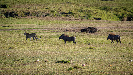 leopard hunting warthog